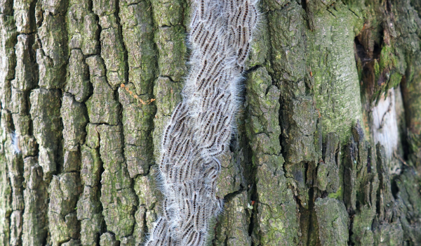 eikenprocessierups op boom