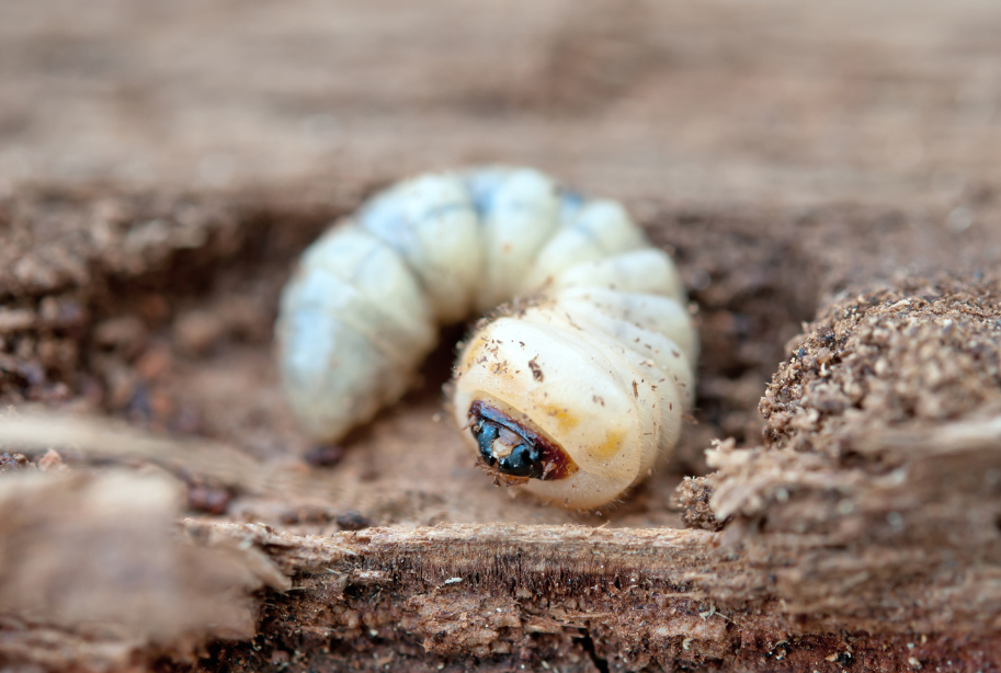 Hoe herken je houtworm?