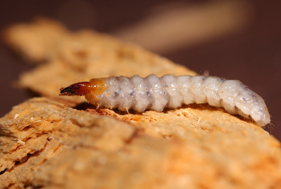 Hoe ziet een houtworm eruit?