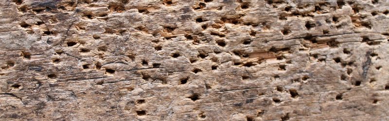 Aangetast hout Aangetast hout