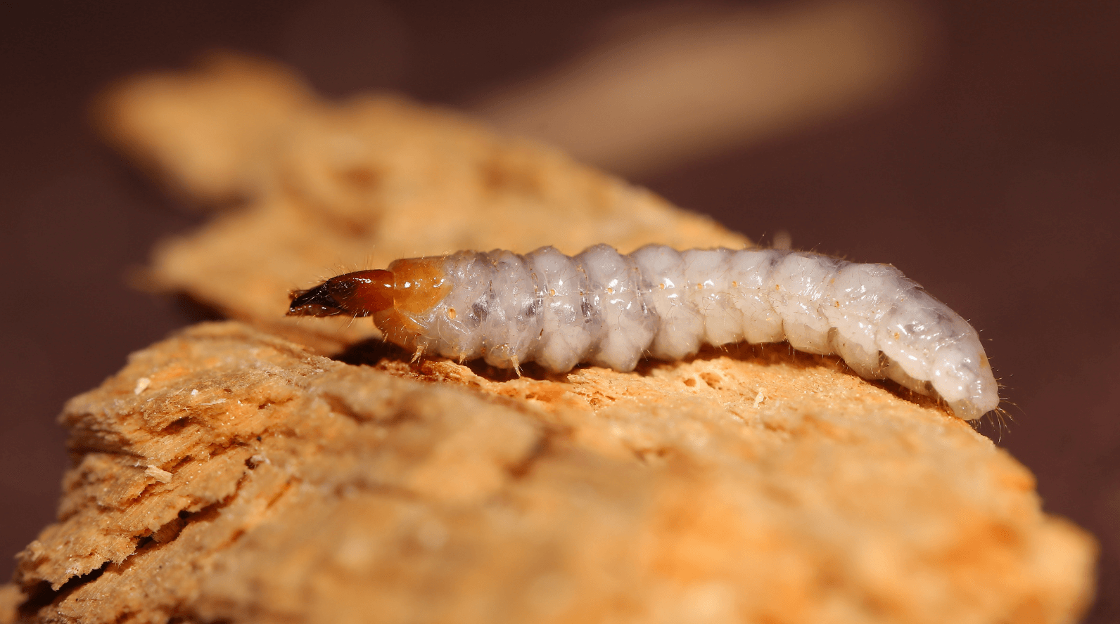houtworm